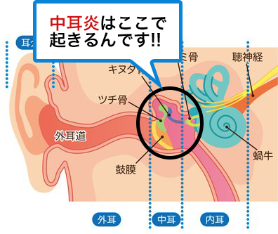 中耳炎はここで 起きるんです!!